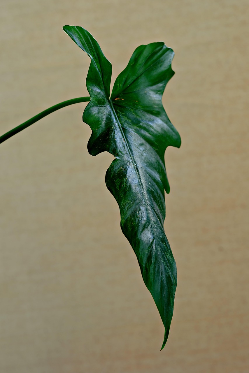 anthurium, leave, plant, green, nature, leaf, tropical, plant, plant, green, nature, leaf, leaf, leaf, leaf, leaf, tropical