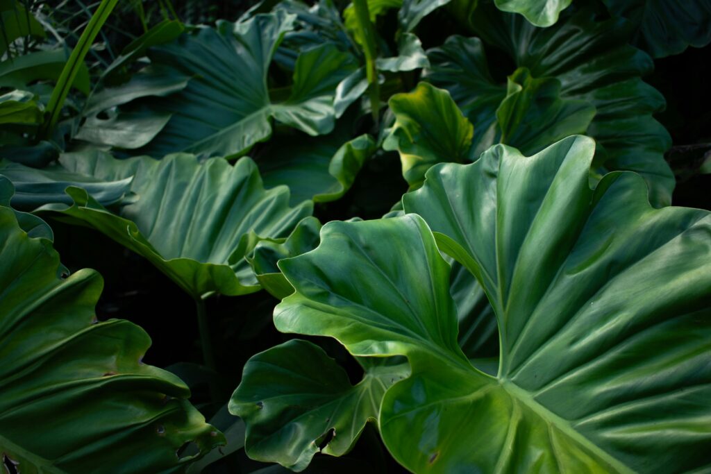 A vibrant close-up of lush green Philodendron leaves showcasing exotic tropical flora.