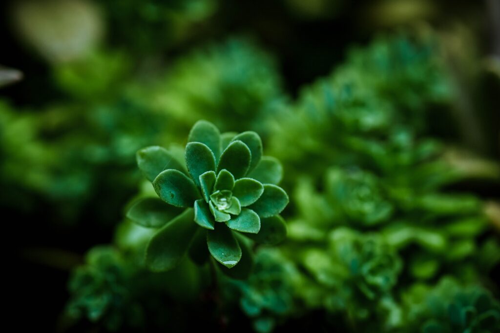 A detailed close-up of a green succulent plant showcasing its lush, vibrant leaves.